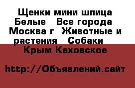 Щенки мини шпица Белые - Все города, Москва г. Животные и растения » Собаки   . Крым,Каховское